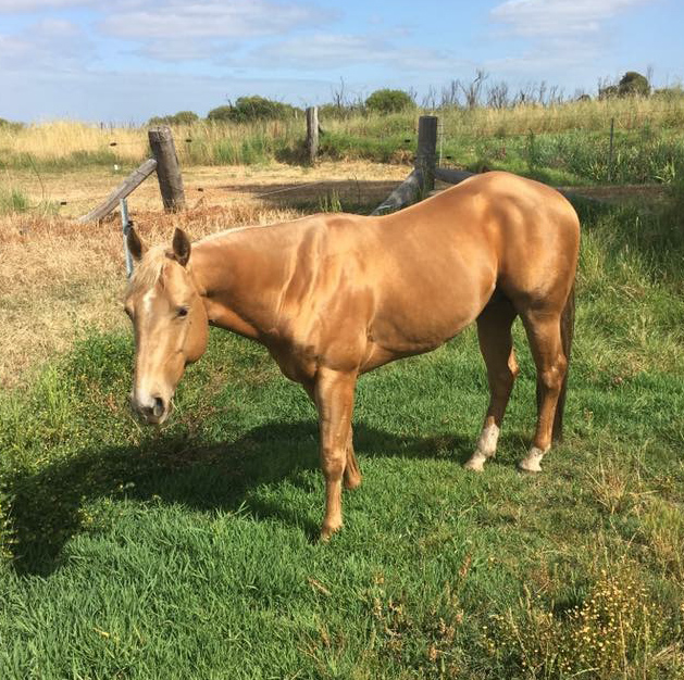 Clear Sky Performance Horses Breeding, training and all round education of horses